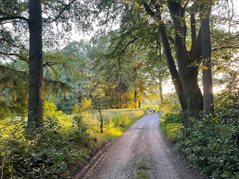 Groene laan in de omgeving van Boekelo, omgevingsbeeld van de verkoopwebsite voor Bastinglaan 20