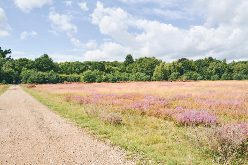 Heide en bos bij Park Vliegbasis Soesterberg